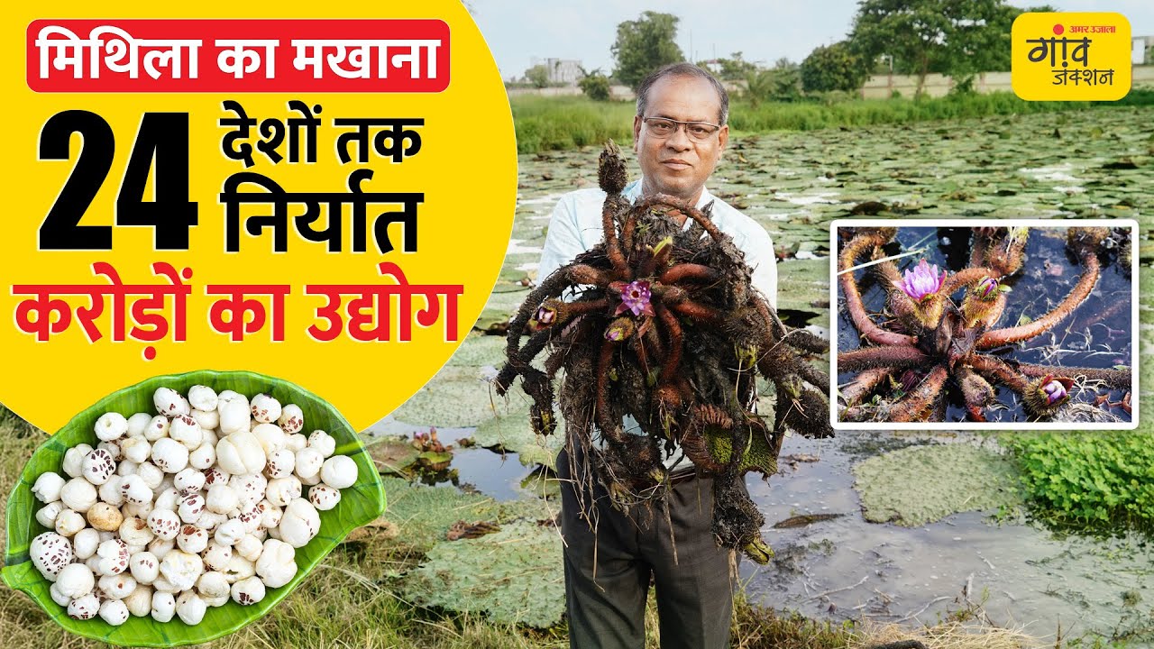 मखाना की खेती: 1.5 लाख निवेश से 3X मुनाफा, दुनिया तक छा गया ये सुपरफूड । Gaonjunctionlive