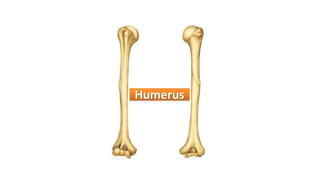 Humerus  (Part 1). Prof. Dr. Md. Ashfaqur Rahman