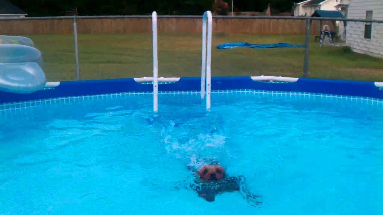 Yorkie ZOE loves diving into the pool.