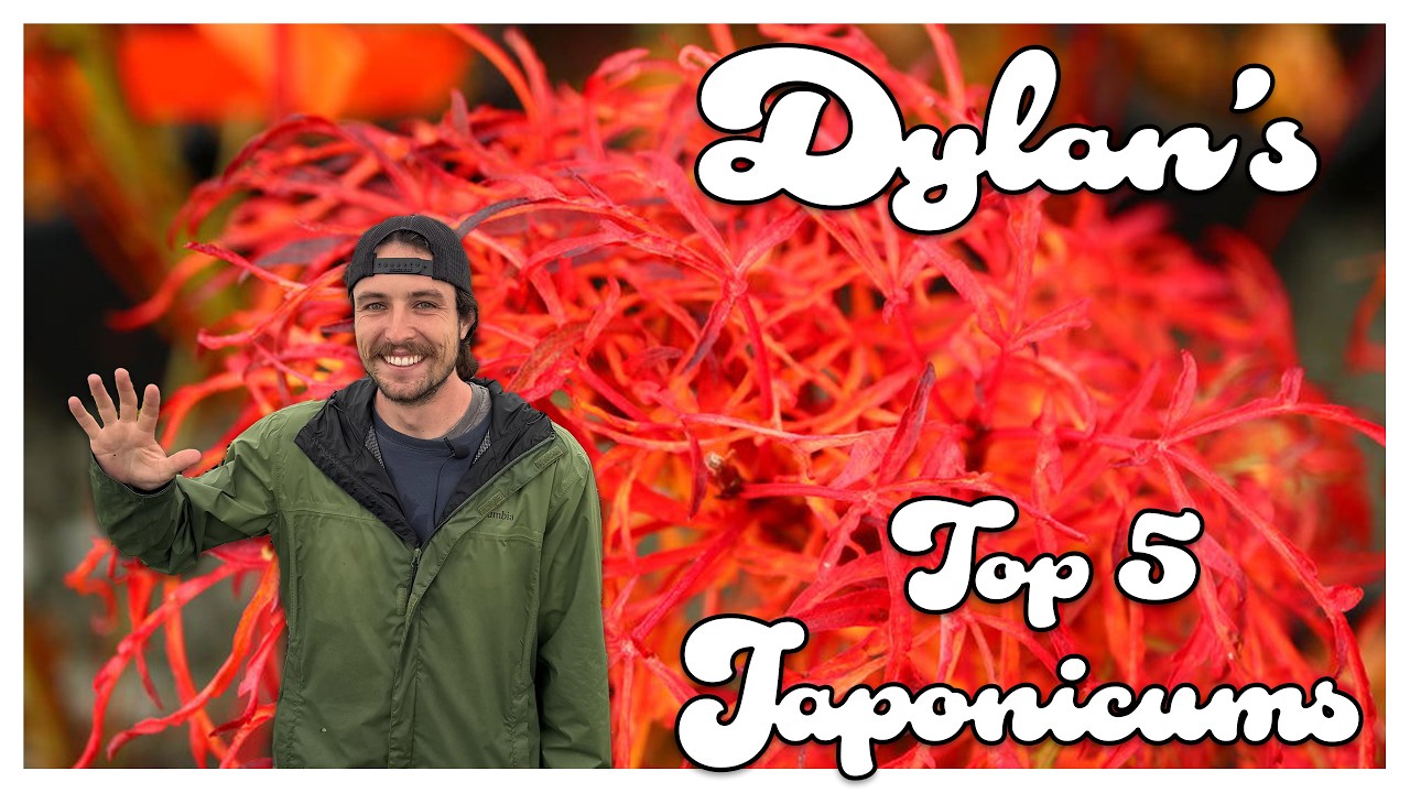 Dylan's Top 5 Acer Japonicum Full Moon Japanese Maples | Awesome Japonicums