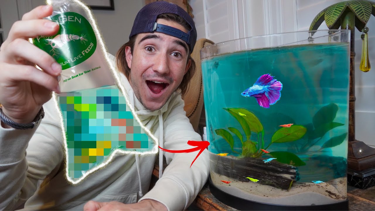 STOCKING My Betta Fish Tank with COLORFUL Shrimp!