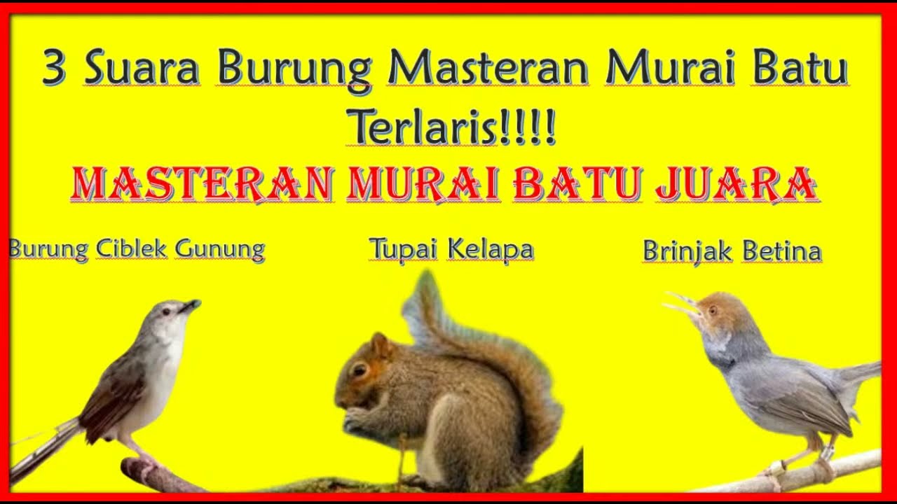 3 Suara Masteran Burung Murai Batu Juara!!! yang Banyak Diminati
