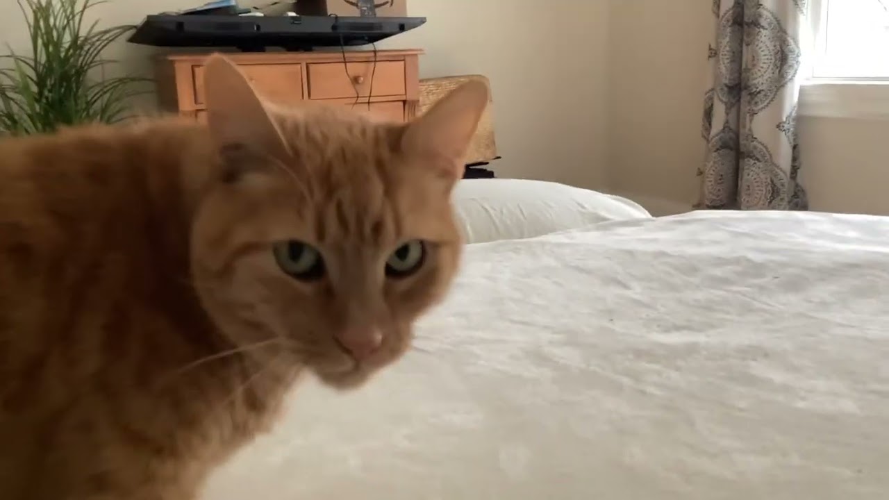 A Cute Video of my cat Chichi!