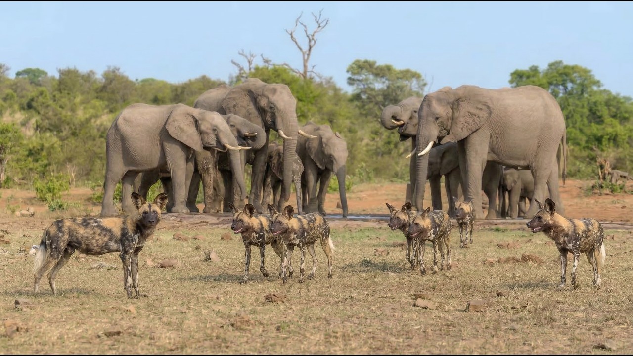 Kruger National Park - BERG EN DAL