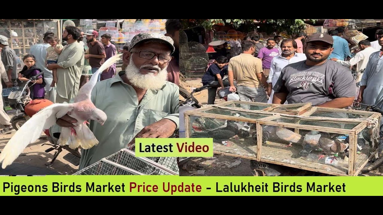 Pigeons Birds Market Price Update - Lalukheit Birds Market - Gola Kabootar - Fancy Pigeons