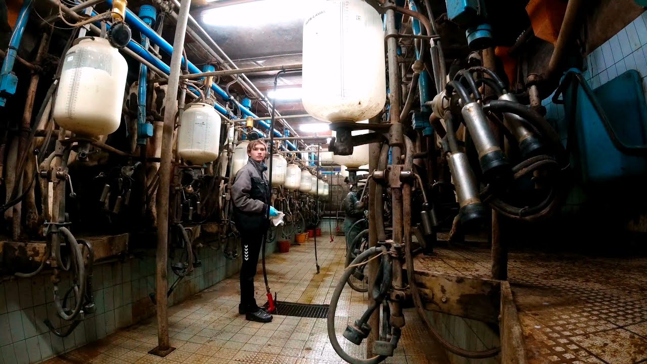 Milking cows with milk glasses - De Laval 2x10 herringbone