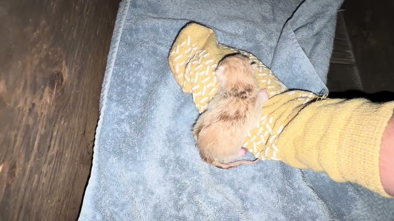 Her scream scared us part 2  😱  🙀  😳