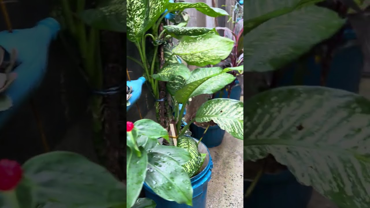 Update to my garden at rosalinda garden resort