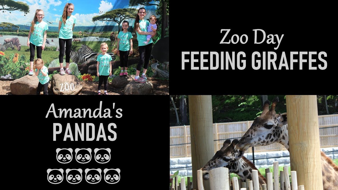 Zoo Day | Feeding Giraffes | Story Time | Amanda's Pandas