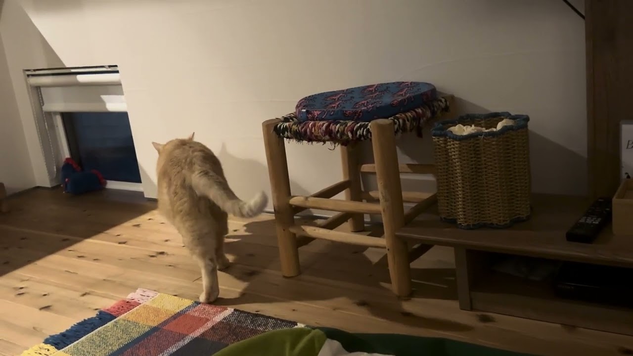 ネズミを探してる猫