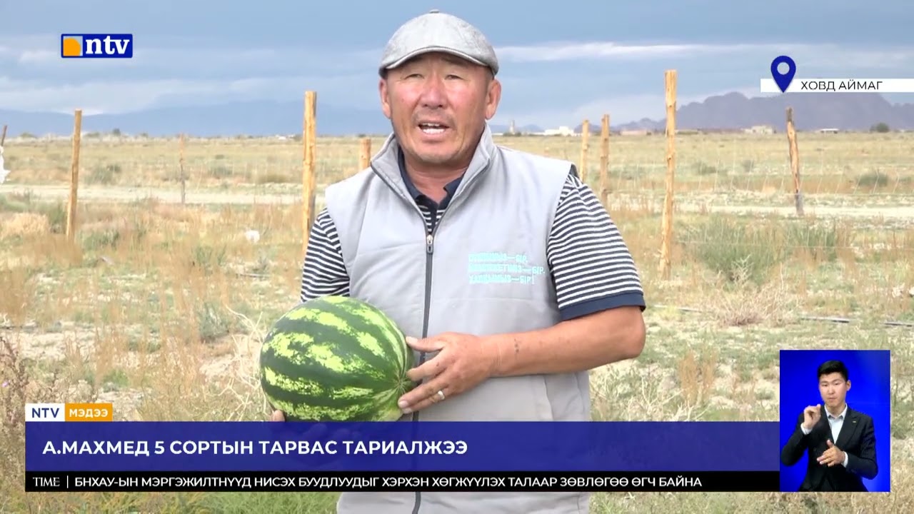 Ховд аймгийн Буянт сумын иргэн А.Махмед 50 гаруй жил тарвас тариалж байна.