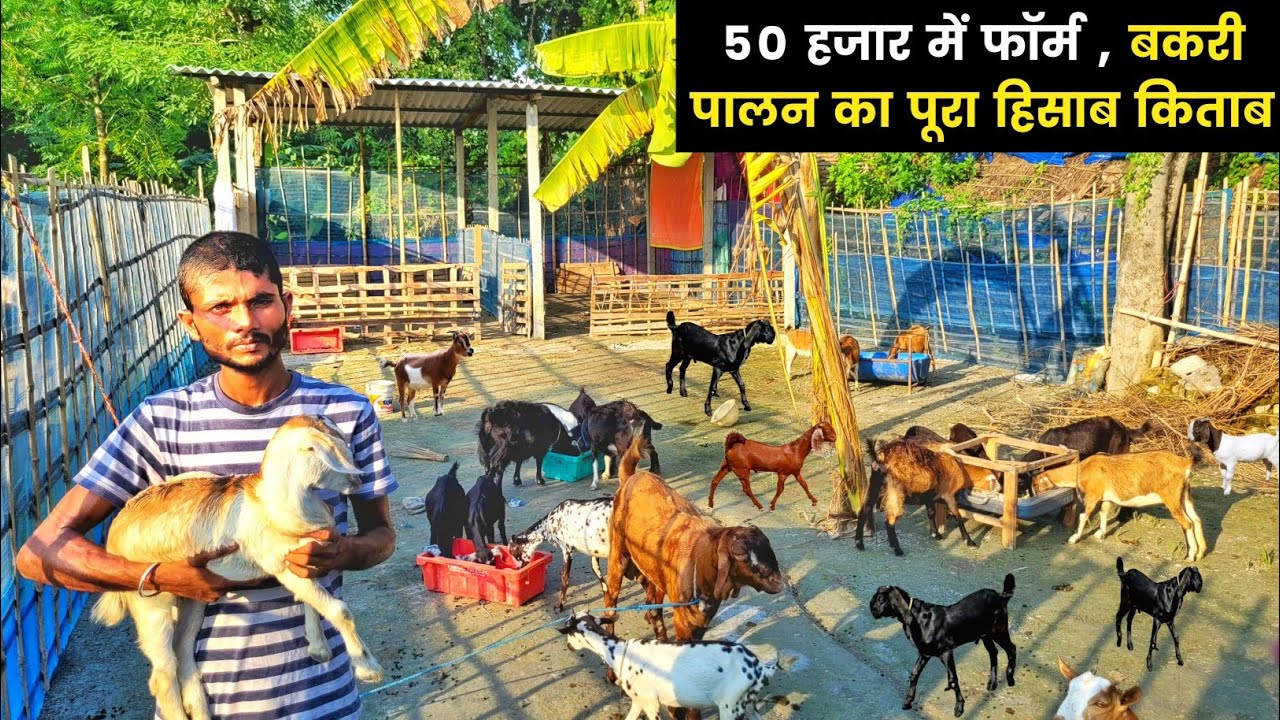 कम पूंजी में बकरी पालन कैसे शुरू करें | Bakri palan ka tarika | Goat farm shed design