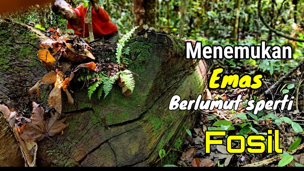 Kayu Ulin Sperti fosil‼️ kami temukan terbengkalai tak bertuan, yang kami olah