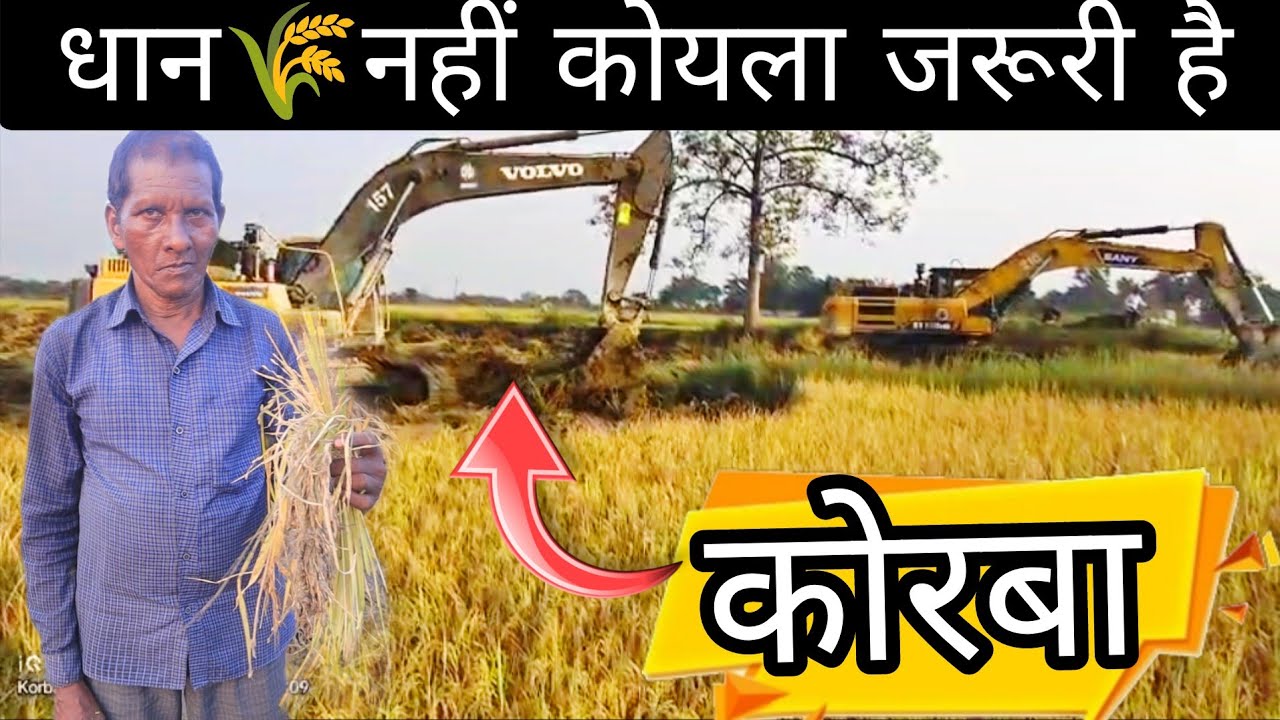 धान का फसल पूरा कुचल दिया 🌾खेती बाड़ी कैसे करते है धान की खेती कैसे🌾 #धान_की_खेती #dhan_kheti #korba
