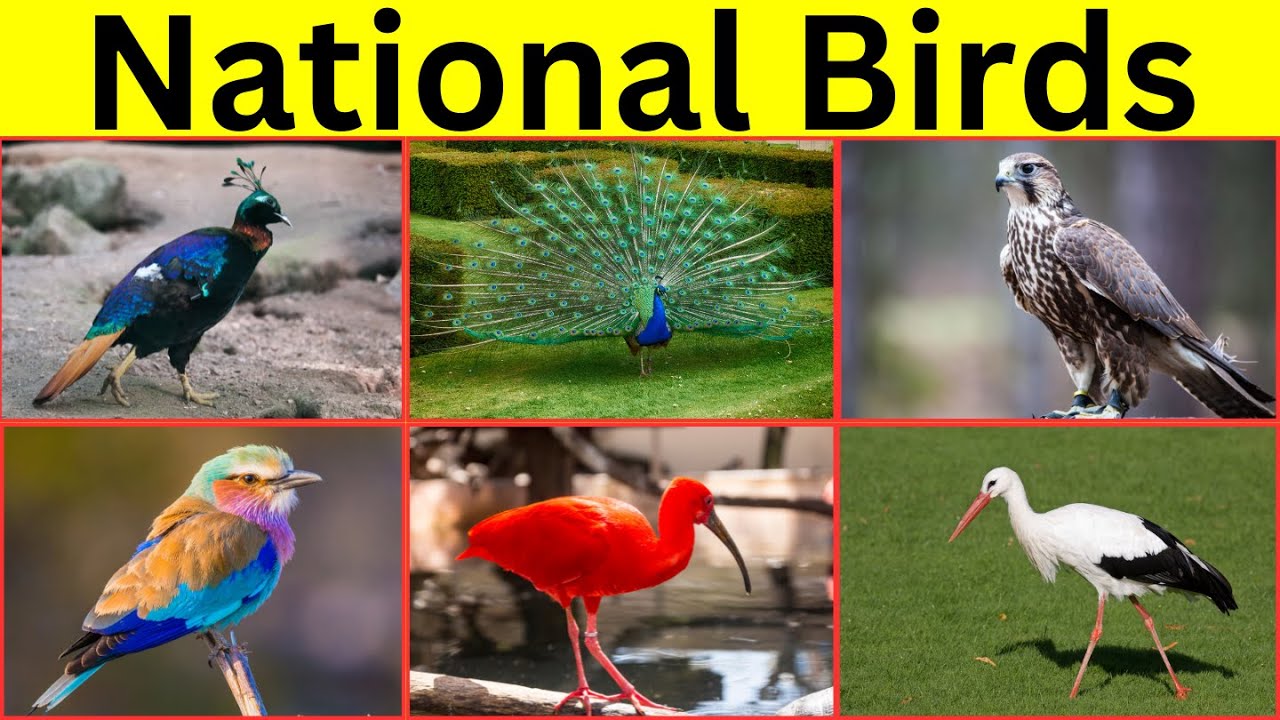 24 Hours to Discover the Most Fascinating National Birds on Earth