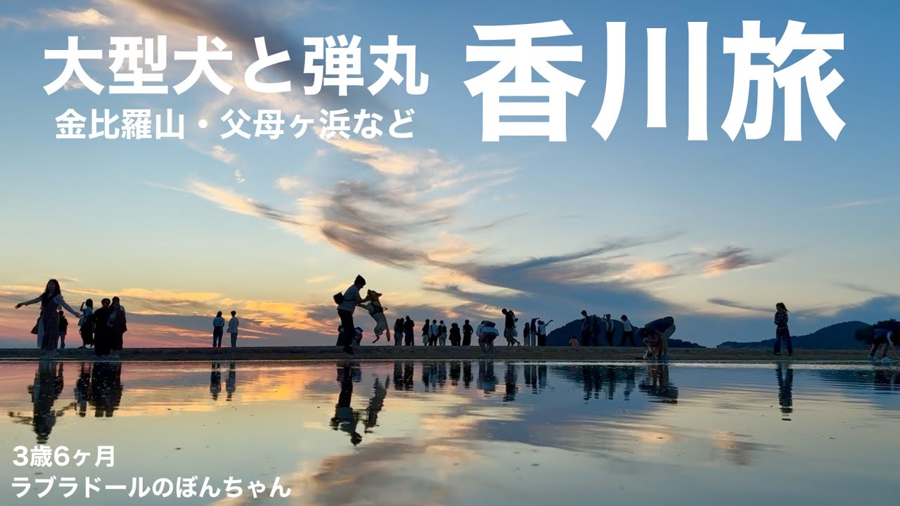 【ラブラドール#153】大型犬と弾丸香川旅！こんぴらさんと日本のウユニ塩湖、父母ヶ浜★ラブラドールレトリバー　labrador retriever 大型犬　ぼんちゃん 金比羅山　淡路島　絶景