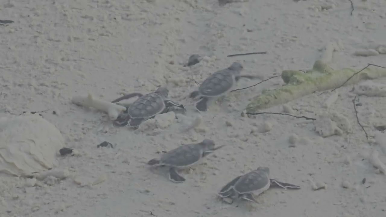 Releasing turtles at Lankayan Island Dive Resort Borneo