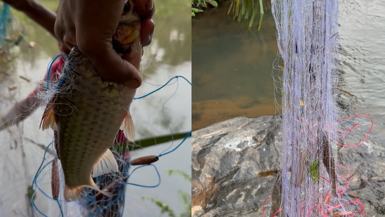 വലക്കെ കിട്ടിയ കിടിലൻ കുറുവ🐟🎣#fishingvideo #MKDfishinghunting #fishing #fish #nature #choondal #