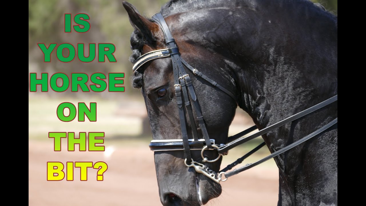 HOW TO GET YOUR HORSE ON THE BIT (Without Pulling) - Dressage Mastery TV Episode 4
