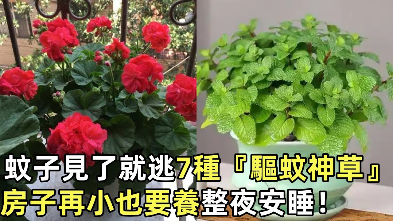 蚊子見了就逃！7種『驅蚊神草』房子再小也要養，第5種一碰就香，整夜安睡！