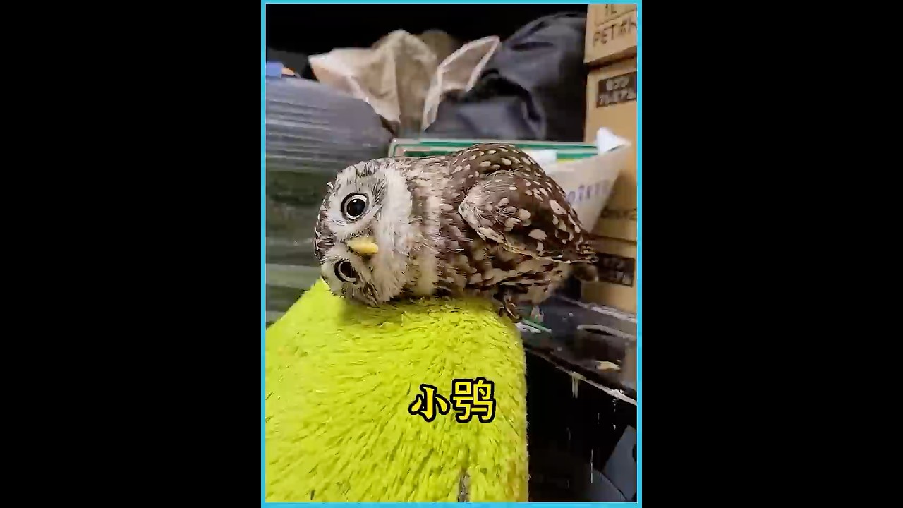 小哥救了一只被遗弃的猫头鹰，它不仅可爱粘人，还特别爱洗澡 #animals #owl