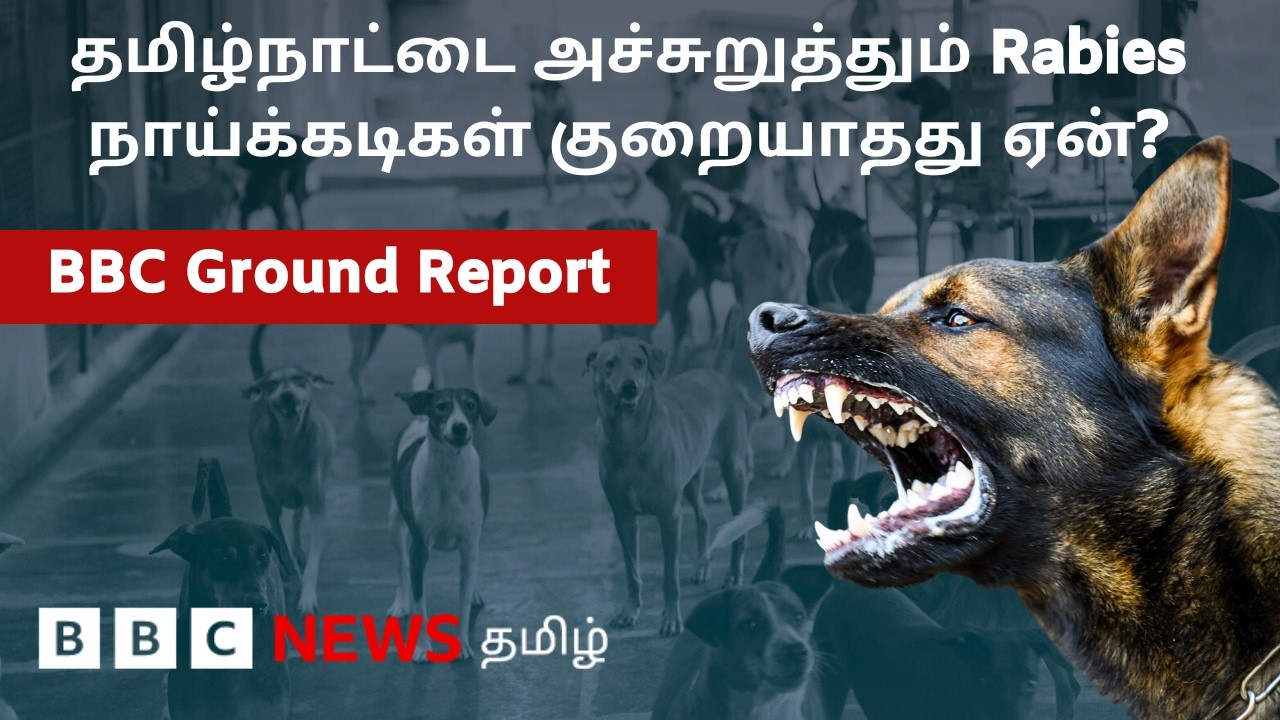 Street Dog பிரச்னைக்கு தீர்வே இல்லையா? | BBC Ground Report | Rabies