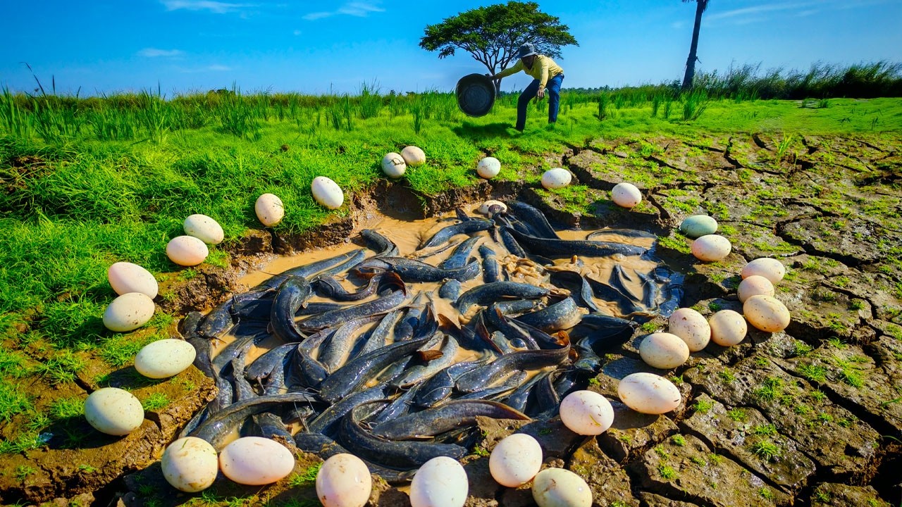 WOW amazing fishing - a fisherman catch fish a lots at pond and pick eggs duck