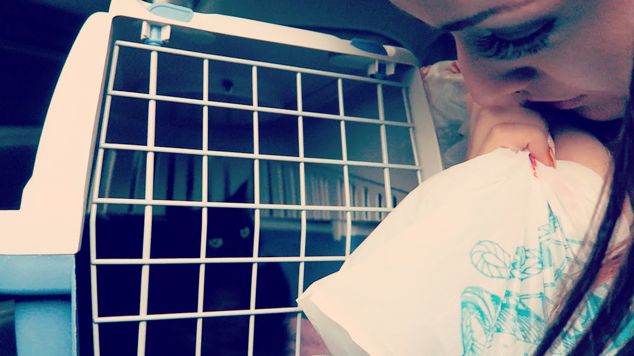 Ethisch dilemma kat in auto | Vloggloss 366
