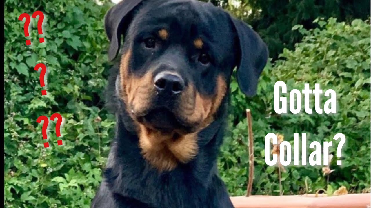 HOW TO PUT A CHOKE CHAIN ON YOUR ROTTWEILER !!