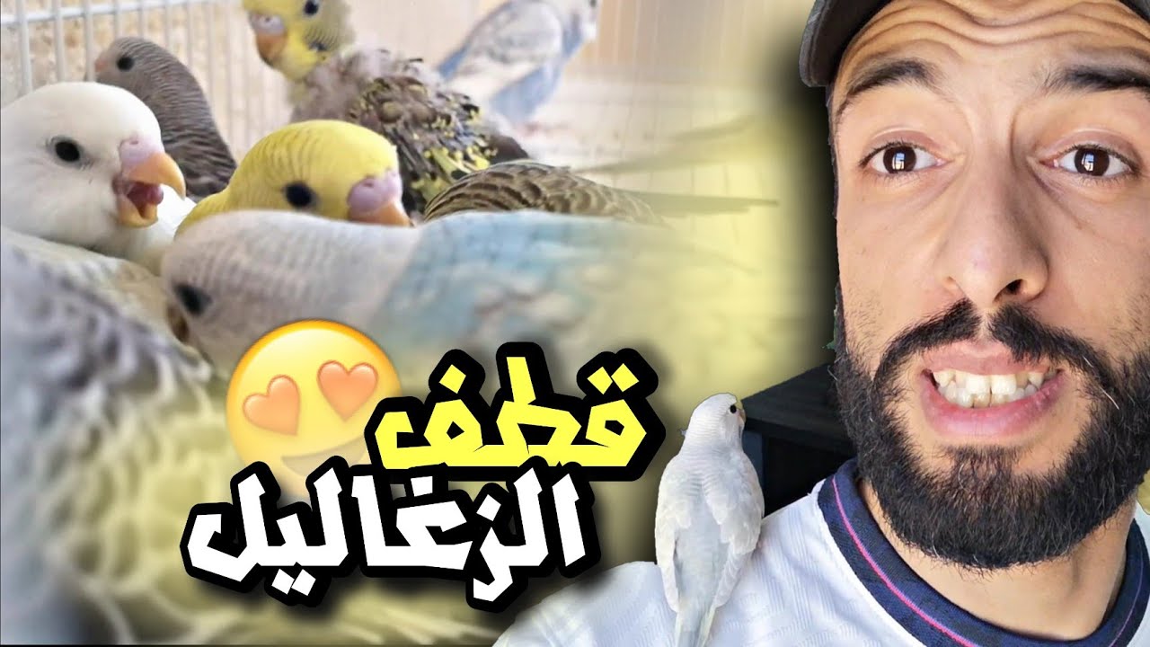 يوم قطف الزغاليل 👀 جولة في غرفة عصفور 🤩 خروج جيش من طيور الزيبرا