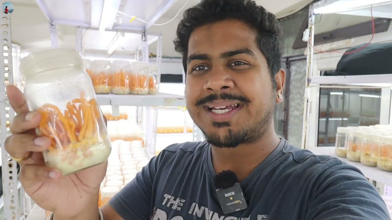 घर पर कीड़ा जड़ी मशरूम उगाकर मोटा पैसा कमाती महिला | Cordyceps Militaris | Keeda Jadi Farming