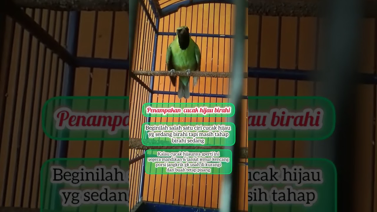 penampakan cucak hijau birahi atau ciri ciri Cucak hijau birahi. #cucakhijaubetinangentrok #kicau #i