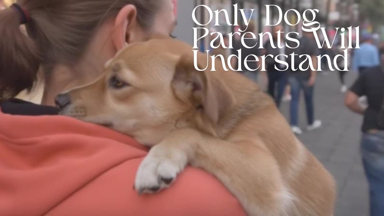 🐶❤️ This Is Why Dogs Are Our Everything