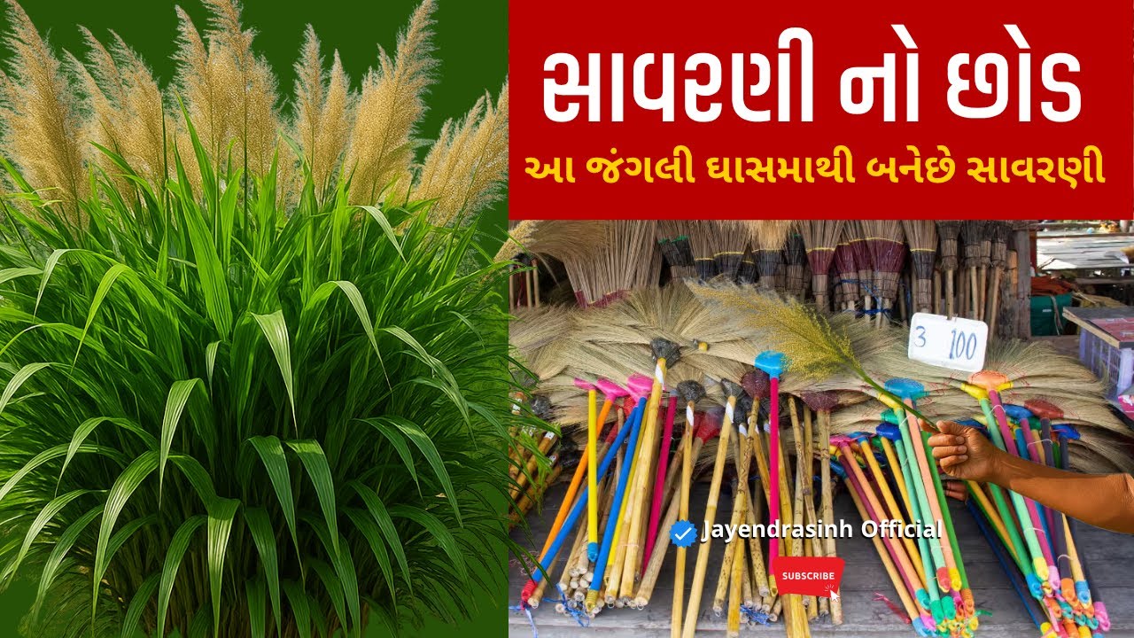 આ જંગલી ઘાસમાથી બનેછે સાવરણી || સાવરણી નો છોડ વિષે જાણો🌿