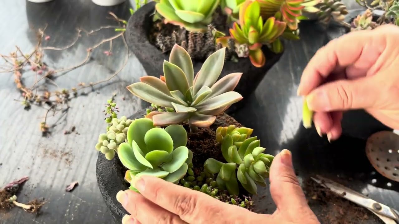 Como renovei os arranjos de Suculentas em meus vasos  de cimento pequenos 