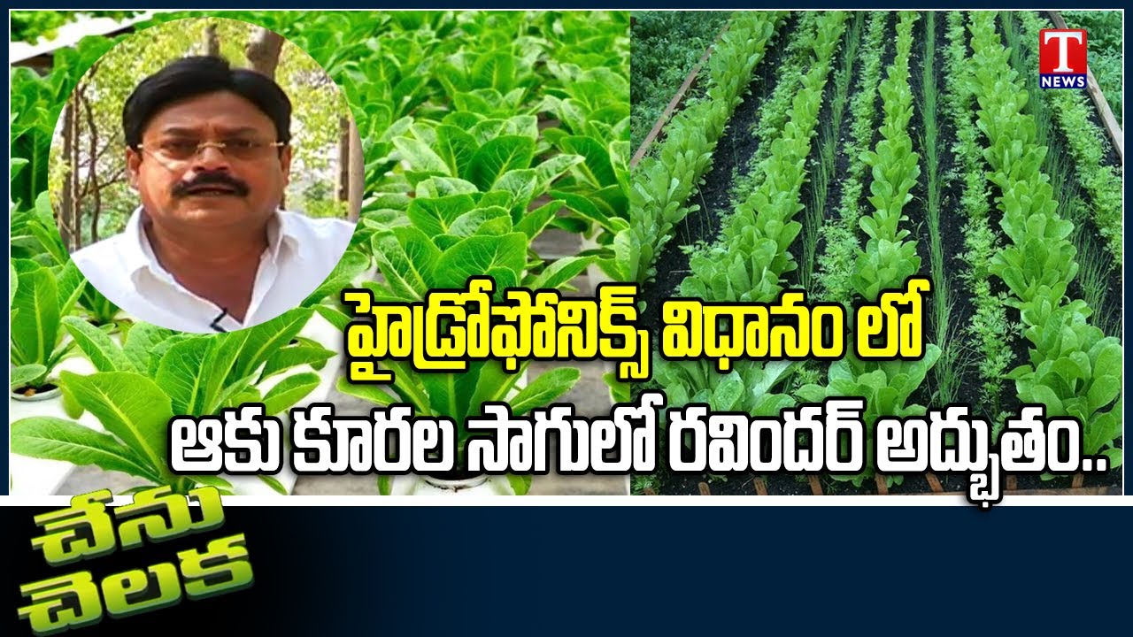 Chenu Chelaka : Leafy Vegetables Specialist Roof garden Innovative Farmer Ravinder | T News