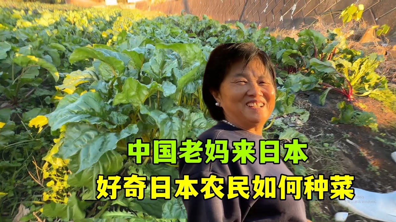 中國老媽第一次來日本，整天研究種菜，看看日本農村菜地有啥不同