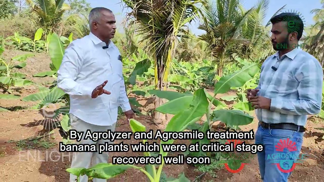 Banana Crop Turned Green & Healthy Again | Farmer Testimonial Mysuru