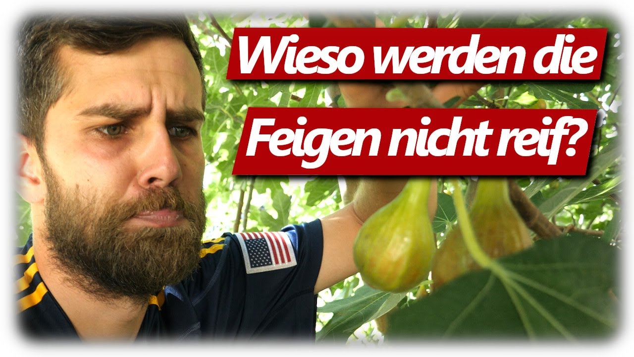 Feigen werden nicht reif und fallen ab | Feigenpflanzen erfolgreich anbauen