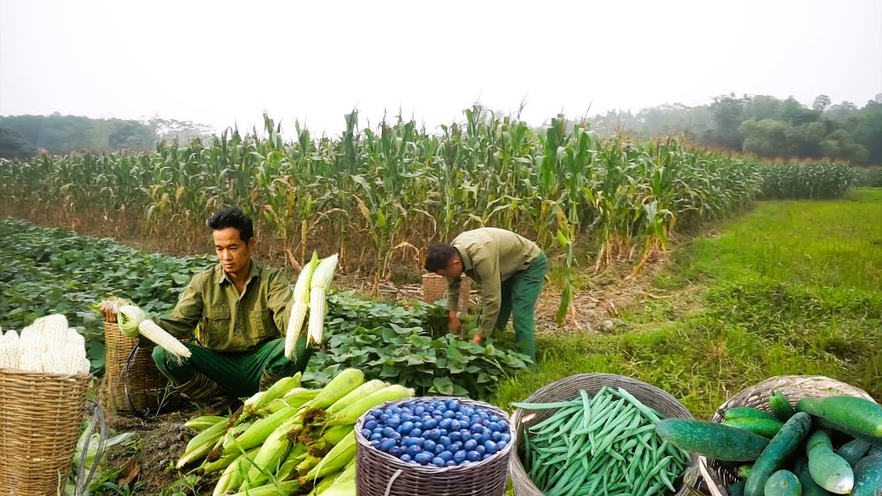 A Busy Farming Day:Harvesting Corn, Potatoes, Squash & Palm Beans To Sell Fresh At The Local Market