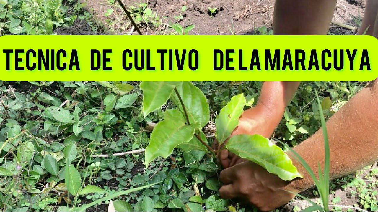La MEJOR TÉCNICA para GUIAR la MARACUYA hacia el alambre principal.
