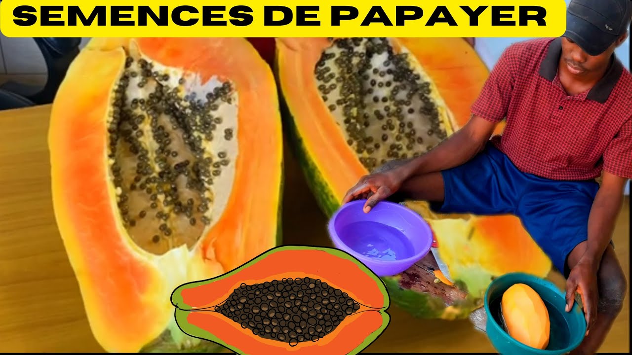 semences : comment obtenir des graines de papaye pour la semence