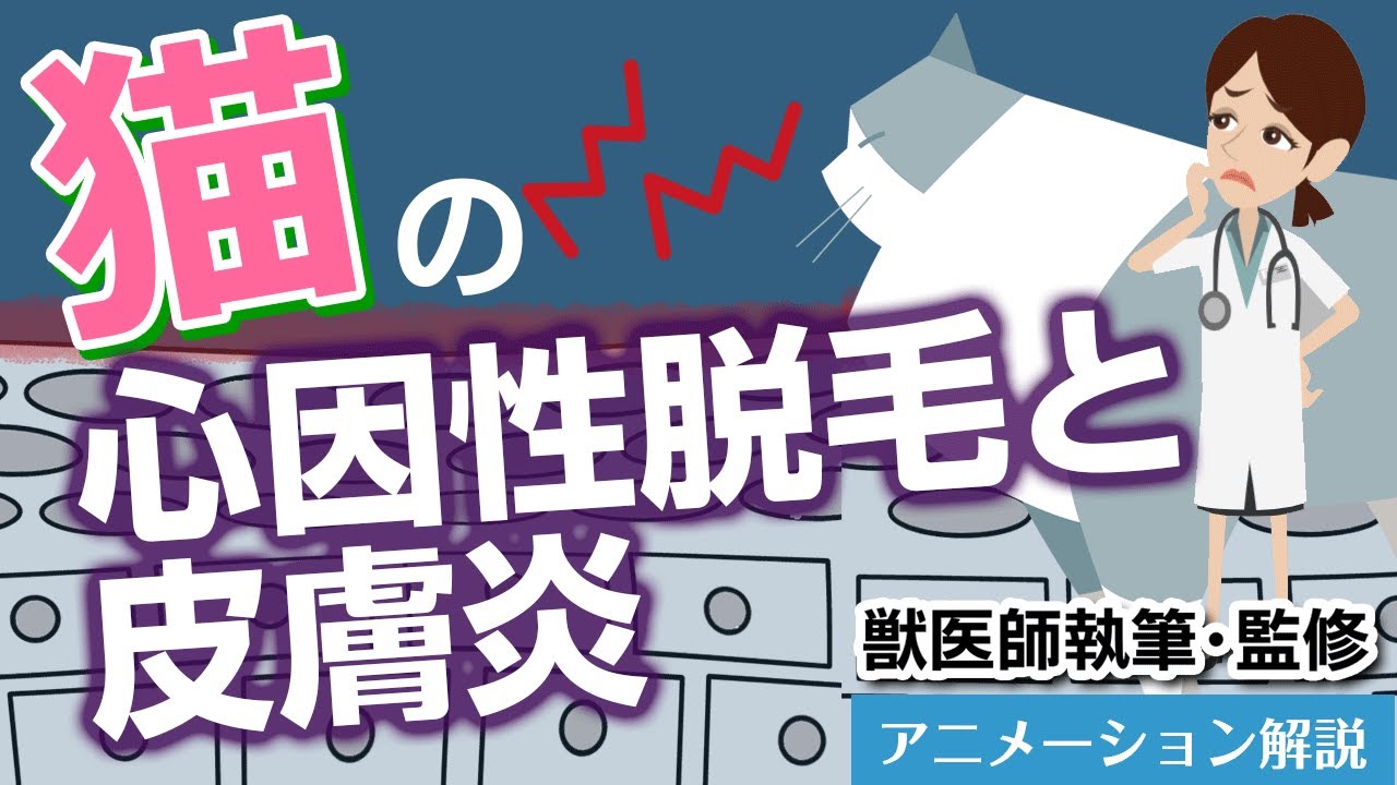 猫の心因性脱毛と皮膚炎について【獣医師執筆監修】症状から治療方法まで