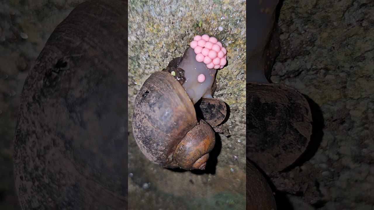 snail Laying Eggs - A Fascinating Nature Moment!