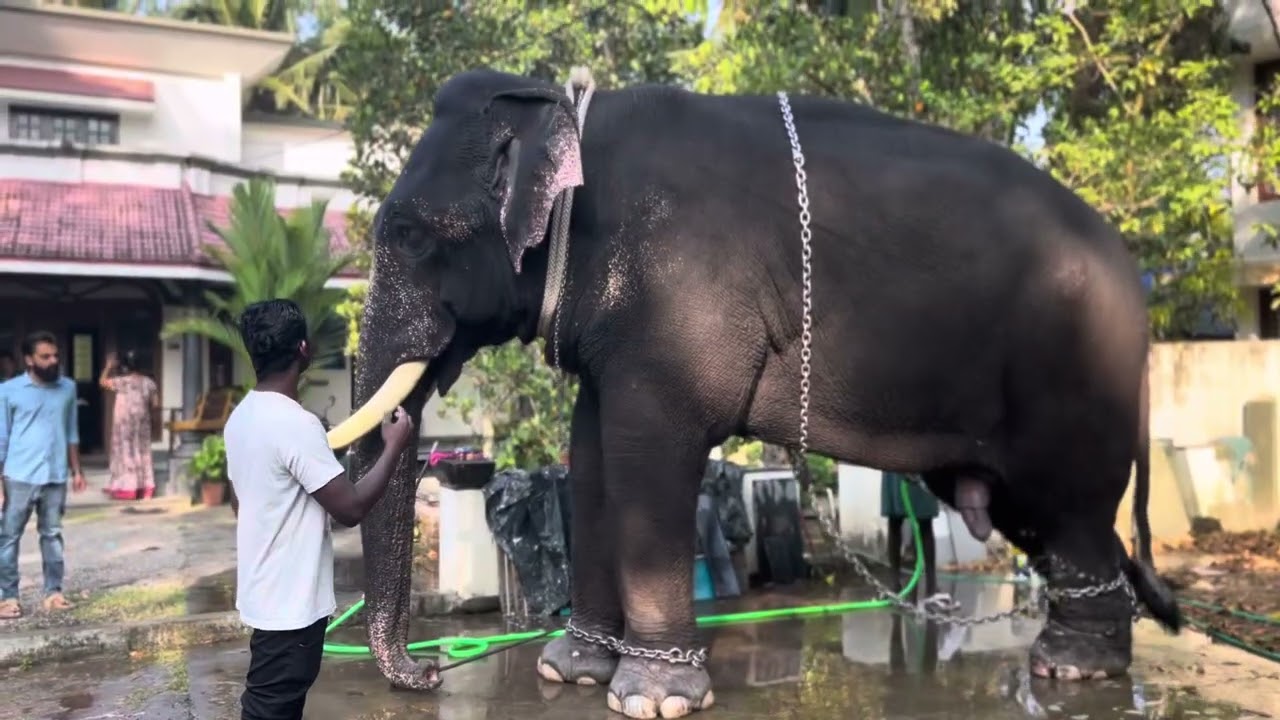 കുളിച്ച് സുന്ദരനായി ദേശ ദേവതയെ തൊഴുത് പുതിയ സീസണിലേക്ക് മണികണ്ഠനും സാരഥിമാരും| തണ്ണീർക്കര മണികണ്ഠൻ |