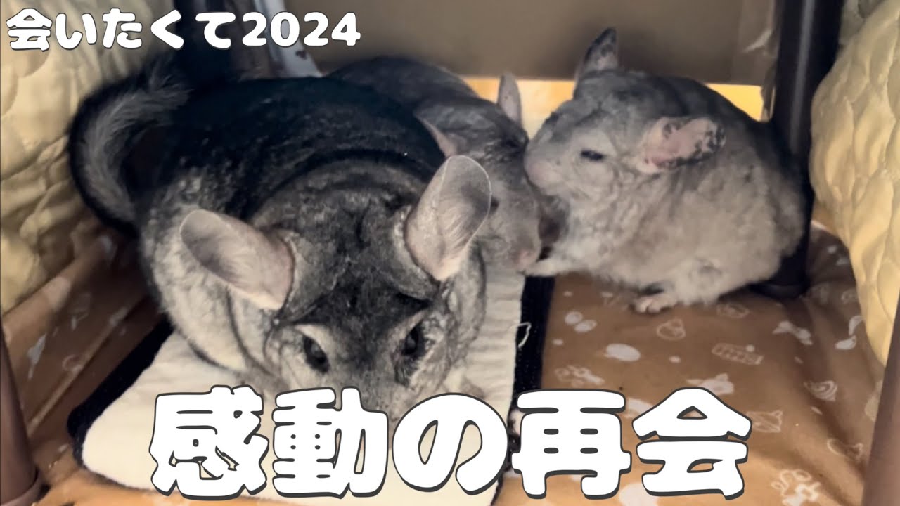 【第101湯】感動の再会／17歳のチンチラが手術後10日ぶりに家族に再会したら…Chinchilla reunited with her family after a long time