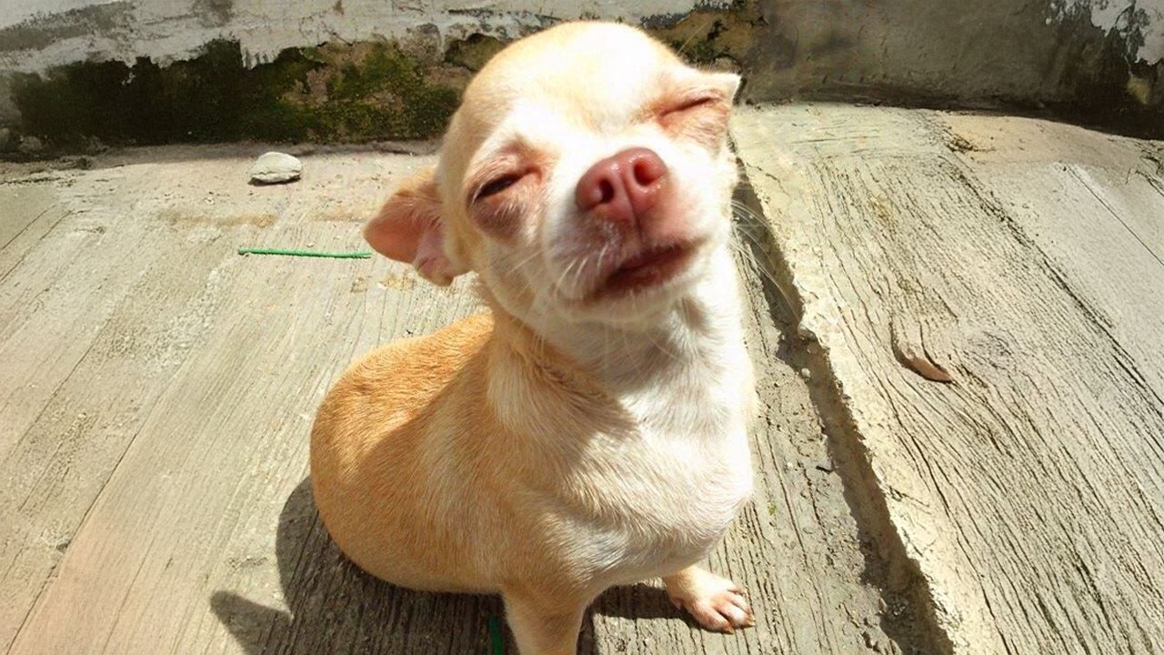 You Can&rsquo;t Help But Laugh With These FUNNY Dogs! 🐶🤣