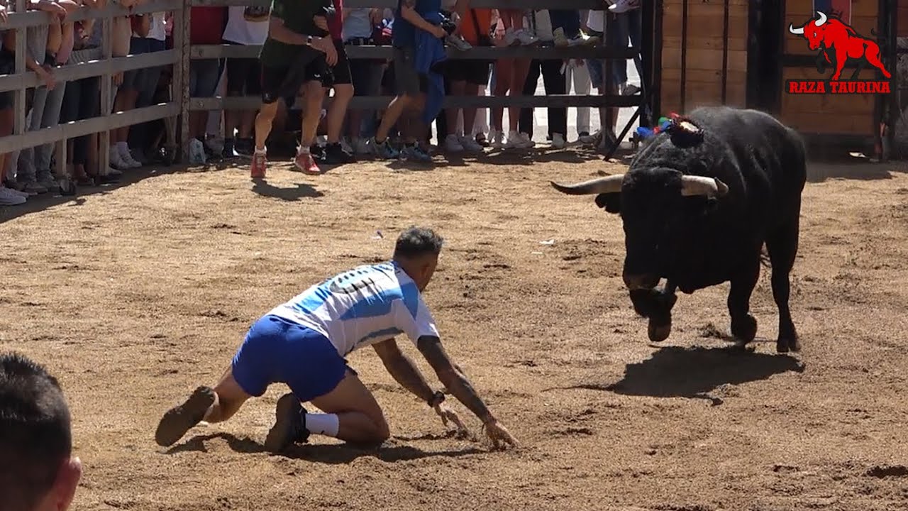 II Congreso Nacional de Toro de cajón (mañana). Medina del Campo. 14 Junio 2025