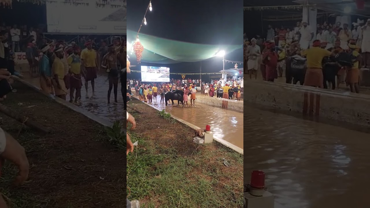 Sankupoonja &ndash; Devupoonja Jodukare Kambala Thiruvailuguthu, vamanjoor