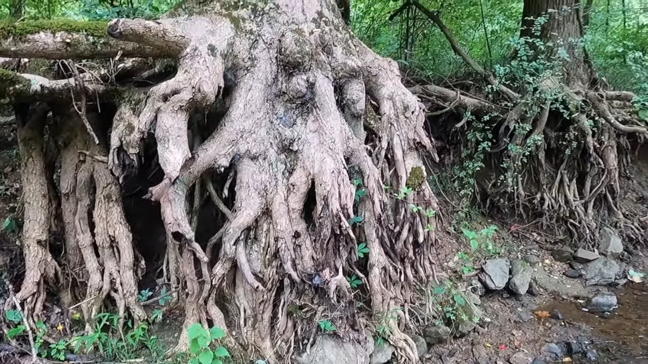 Metal Detecting Creek Walk With Creepy Roots